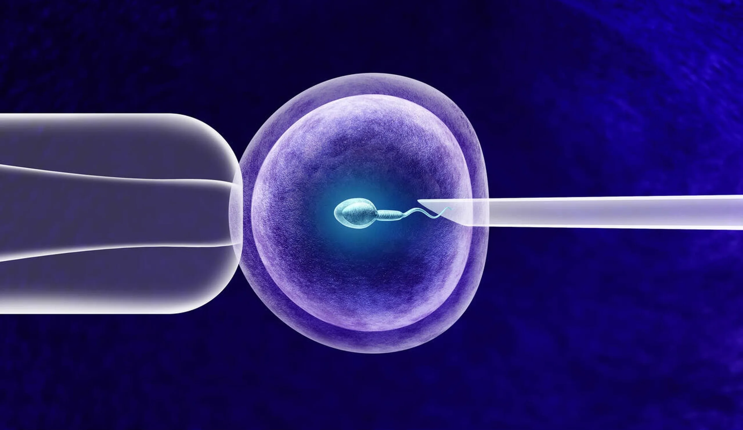 In-vitro Fertilization microscopic view