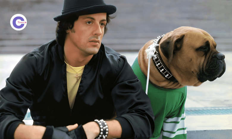 Sylvester Stallone and Butkus: A Story of Sacrifice, Resilience, and the Birth of Rocky